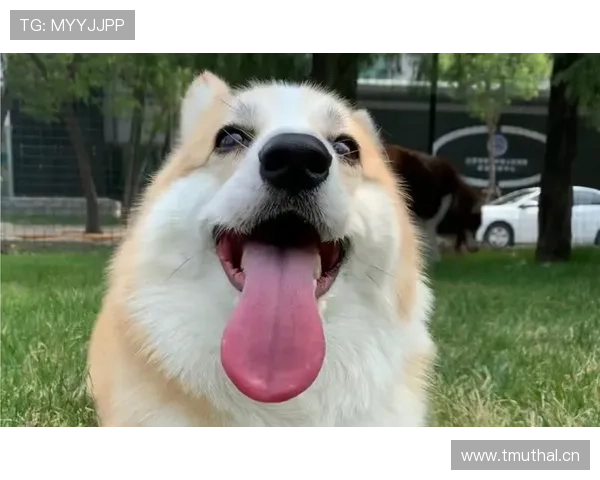 小罗退役后还在夜店蹦迪，豪宅里养了三只柯基